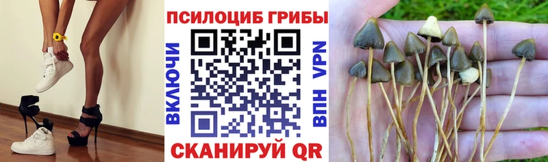 Псилоцибиновые грибы GOLDEN TEACHER  Братск 